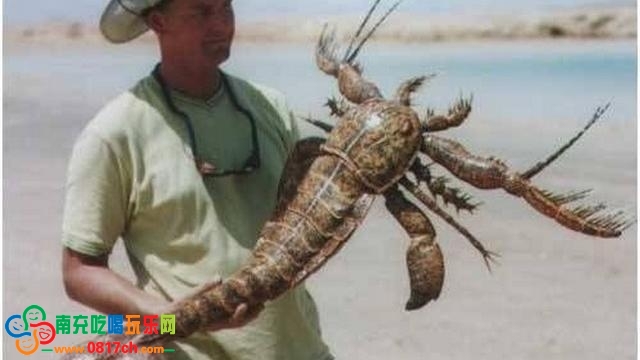 这是一种也许已经灭绝了的节肢动物,尽管已经灭绝了,但是他们的