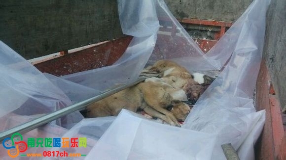 阆中双龙把狗给打死完了,一车的死狗