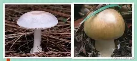 四川南充又一起野蘑菇中毒事件！希望悲剧不再发生！