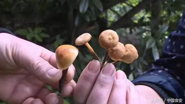 四川南充又一起野蘑菇中毒事件！希望悲剧不再发生！