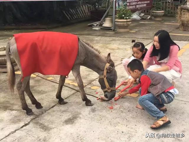 四川南充:好耍好玩好吃,南充首届毛驴文化节将在这里举行