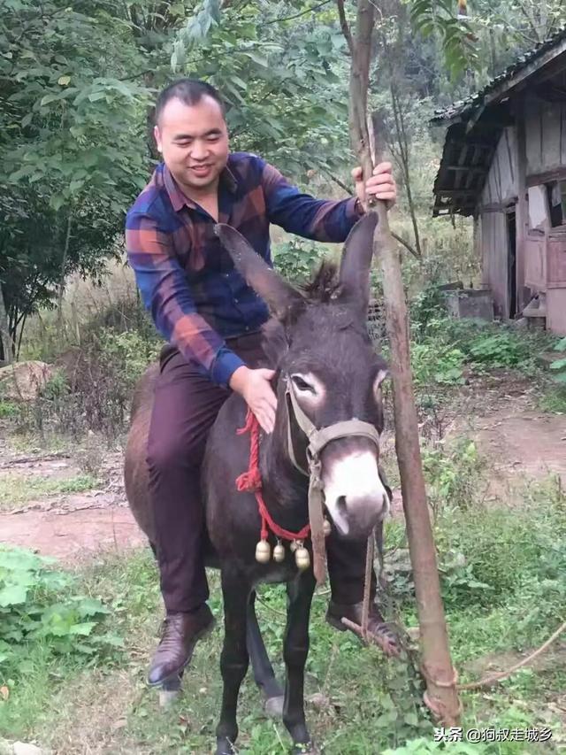 四川南充:好耍好玩好吃,南充首届毛驴文化节将在这里举行