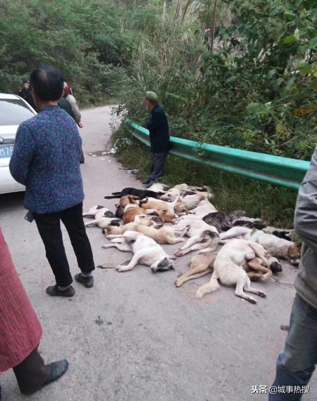 偷狗贼丧心病狂，四川营山某村18条狗被打死
