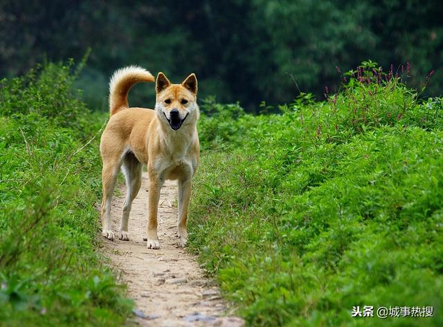 偷狗贼丧心病狂，四川营山某村18条狗被打死
