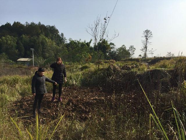 四川营山县一企业建种猪场“撬祖坟”引发争议