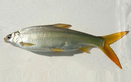 140多种,已经减少了50余种,嘉陵江的白鲟,箭鱼,鳗鲡,白鳝,胭脂鱼,黄排