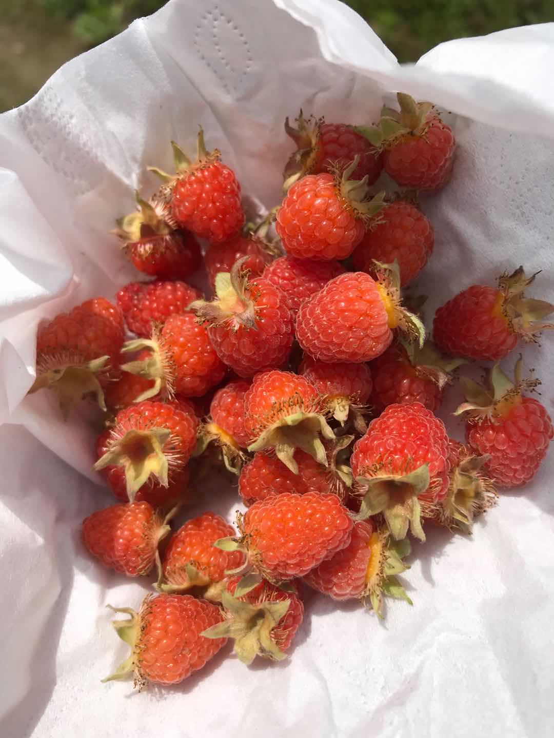 这种长得像树莓,但是只有乡下才有的野果,你知道叫什么吗?