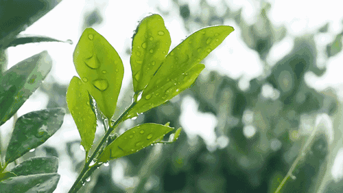 a6wsm4587893095779.gif
