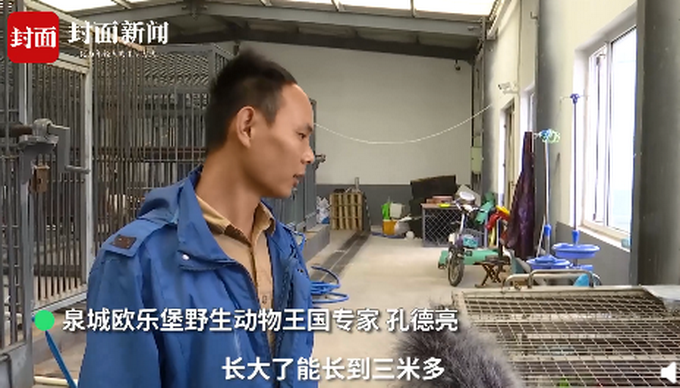 孩子网购小鱼收到泰国鳄,家长紧急求助!专家:长大后能长到三米多