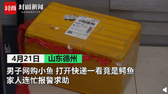 孩子网购小鱼收到泰国鳄,家长紧急求助!专家:长大后能长到三米多